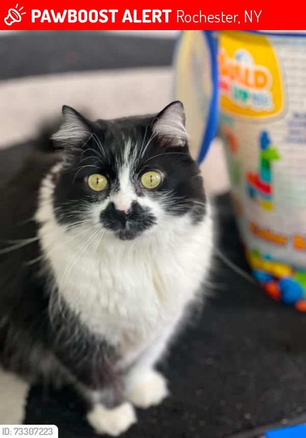 Lost Male Cat last seen Walmart on Dewey Ave, Rochester, NY 14616