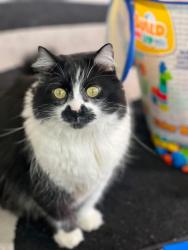 Lost Male Cat last seen Walmart on Dewey Ave, Rochester, NY 14616