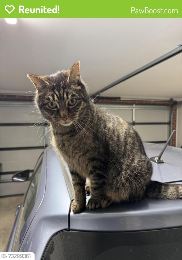 Reunited Male Cat last seen Clockwise street, Greenvale, VIC 3059