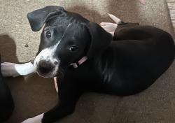Reunited Female Dog last seen Westwoods subdivision Lonedell mo, Lonedell, MO 63060
