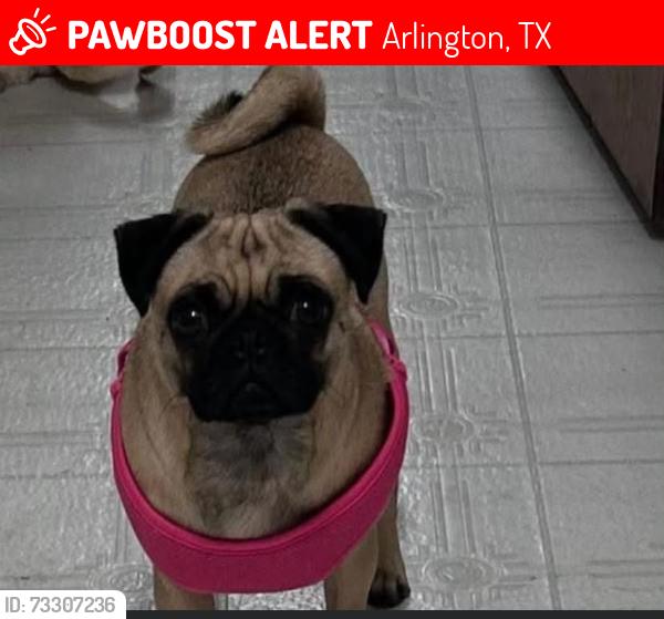 Lost Female Dog last seen Near W Lovers Ln, Arlington, TX 76013, Arlington, TX 76013