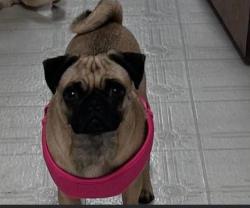 Lost Female Dog last seen Near W Lovers Ln, Arlington, TX 76013, Arlington, TX 76013