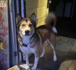 Lost Male Dog last seen Adams Chapel Rd, Blountville, TN, Sullivan County, TN 37617
