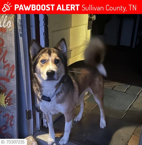 Lost Male Dog last seen Adams Chapel Rd, Blountville, TN, Sullivan County, TN 37617