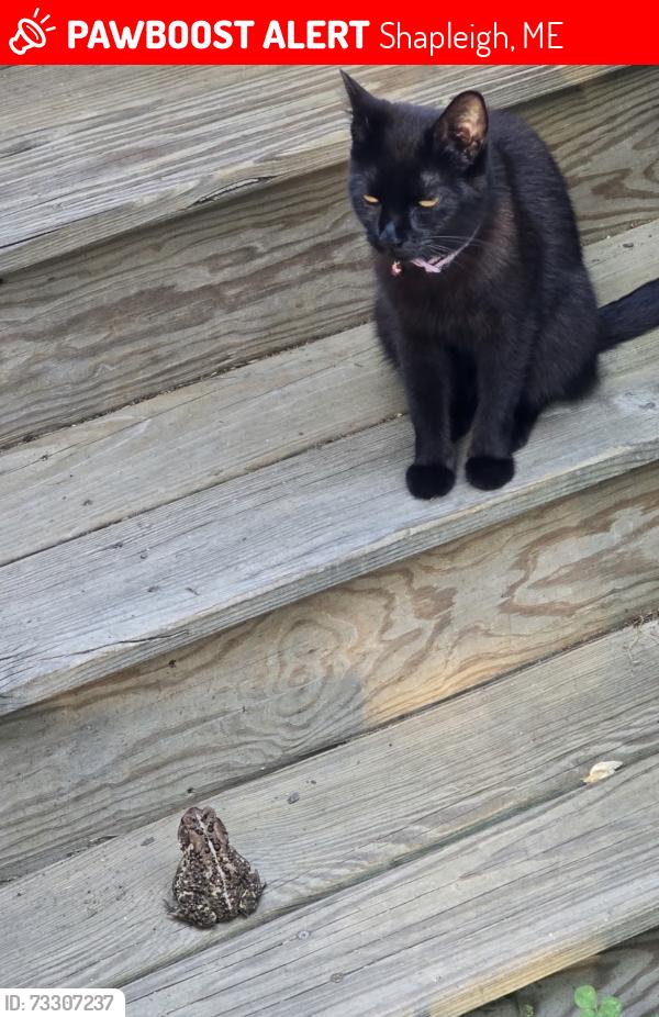 Lost Female Cat last seen Silver Lake Area, Shapleigh, ME 04076