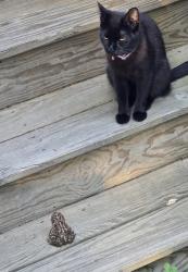 Lost Female Cat last seen Silver Lake Area, Shapleigh, ME 04076