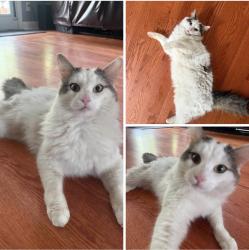 Lost Male Cat last seen Deer field, Hampstead NC, Hampstead, NC 28443