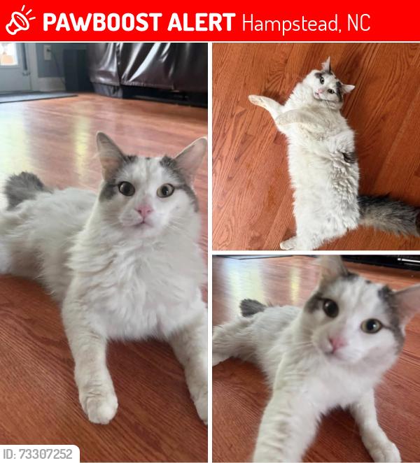 Lost Male Cat last seen Deer field, Hampstead NC, Hampstead, NC 28443