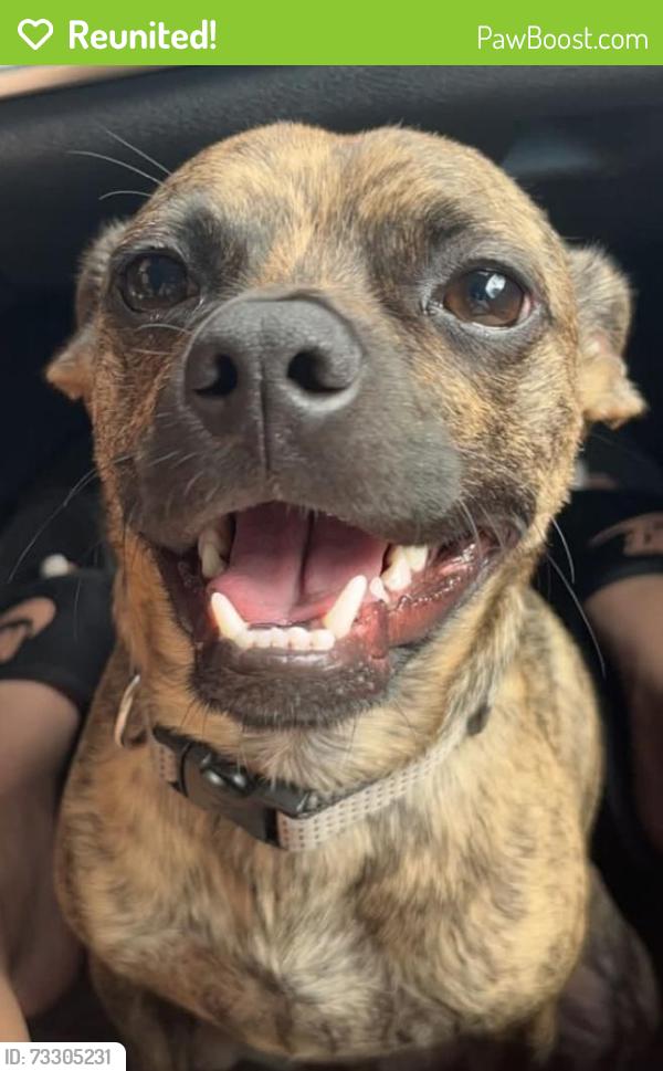 Reunited Male Dog last seen Regal Square Drive and Grandville in Temple Terrace, Florida, Temple Terrace, FL 33617