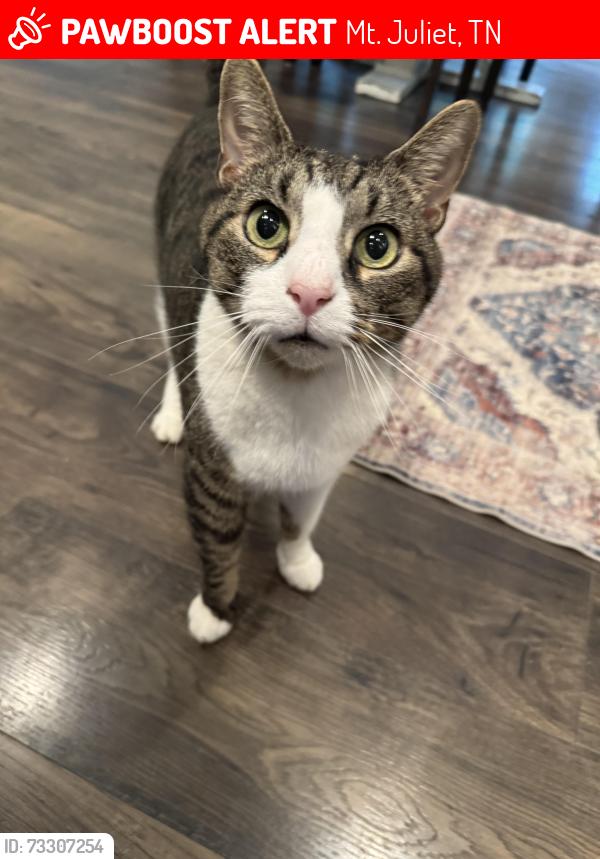 Lost Male Cat last seen Quarry Road / Hickory Ridge / Wildwood Estates, Mt. Juliet, TN 37122