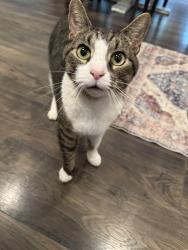 Lost Male Cat last seen Quarry Road / Hickory Ridge / Wildwood Estates, Mt. Juliet, TN 37122