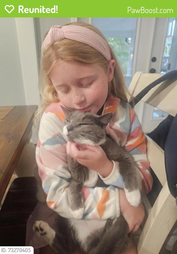 Reunited Female Cat last seen Near Biscayne Drive, Wilmington, NC 28411