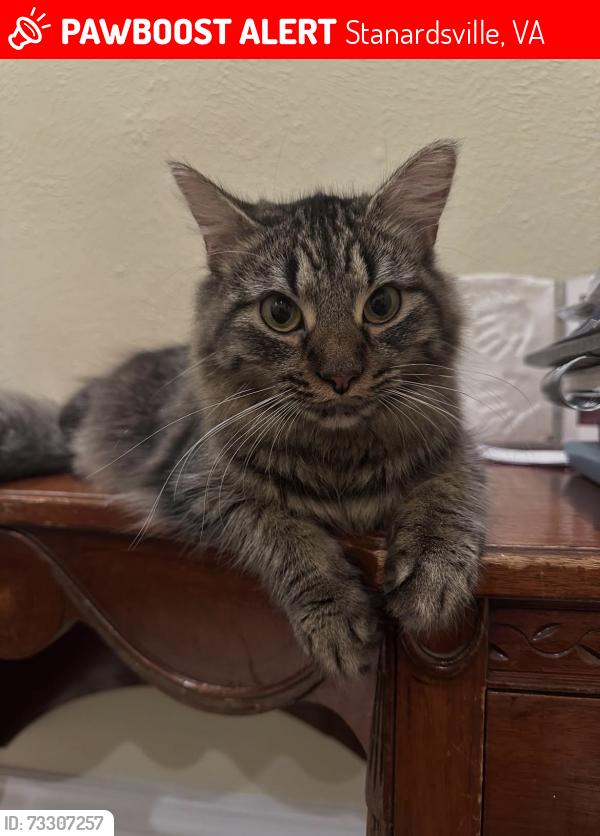 Lost Female Cat last seen Mount Hermon Mennonite Church, Spotswood Trial, Stanardsville, VA 22973