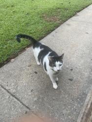 Found/Stray Male Cat last seen Piedmont and Canton, Marietta, GA 30066
