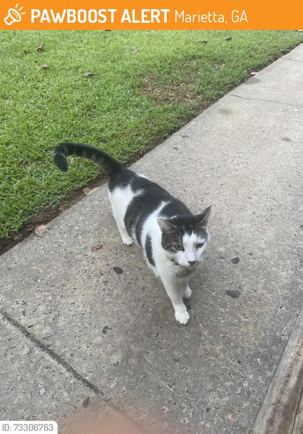Found/Stray Male Cat last seen Piedmont and Canton, Marietta, GA 30066