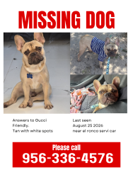 Reunited Male Dog last seen El ronco servi car, Mission, TX 78574