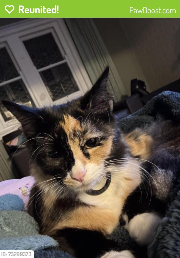 Reunited Female Cat last seen Albert Street Bexley, Bexley, NSW 2207