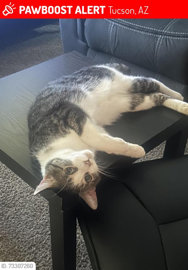 Lost Male Cat last seen Bashas’s Grocery Store, Burger King, Chase Bank,, Tucson, AZ 85739