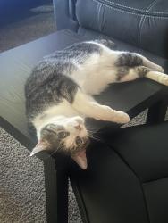 Lost Male Cat last seen Bashas’s Grocery Store, Burger King, Chase Bank,, Tucson, AZ 85739