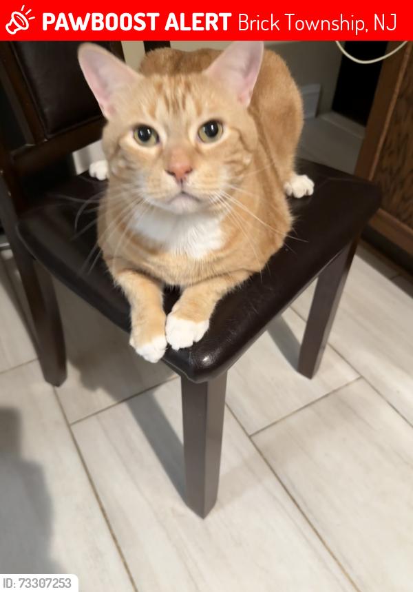 Lost Male Cat last seen By the Lanes Mill Rd Wawa, Brick Township, NJ 08724
