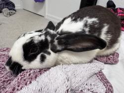 Found/Stray Unknown Rabbit last seen Kismet & El Dorado, Cape Coral, FL 33993