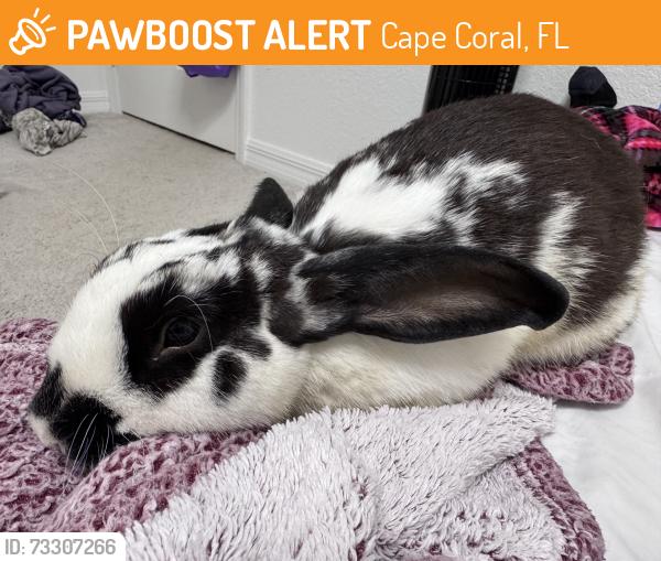 Found/Stray Unknown Rabbit last seen Kismet & El Dorado, Cape Coral, FL 33993
