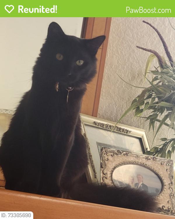 Reunited Male Cat last seen Near Roosevelt Ln, Huntington Beach, CA 92649, USA, Huntington Beach, CA 92649