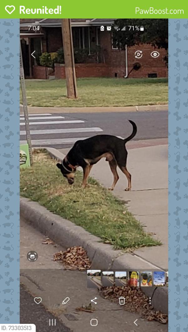 Reunited Male Dog last seen NW 46th and Linn, Oklahoma City, OK 73112