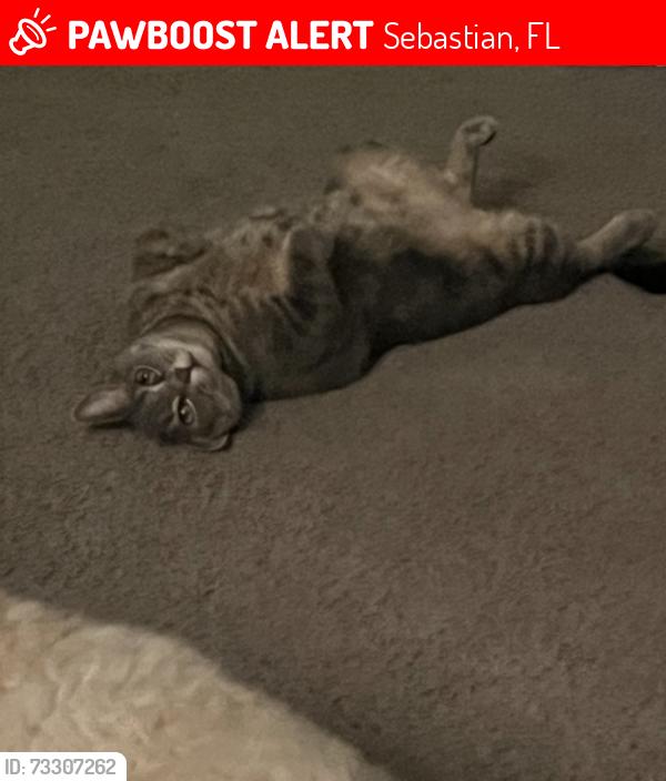 Lost Female Cat last seen Barber st and keystone dr, Sebastian, FL 32958
