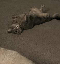 Lost Female Cat last seen Barber st and keystone dr, Sebastian, FL 32958