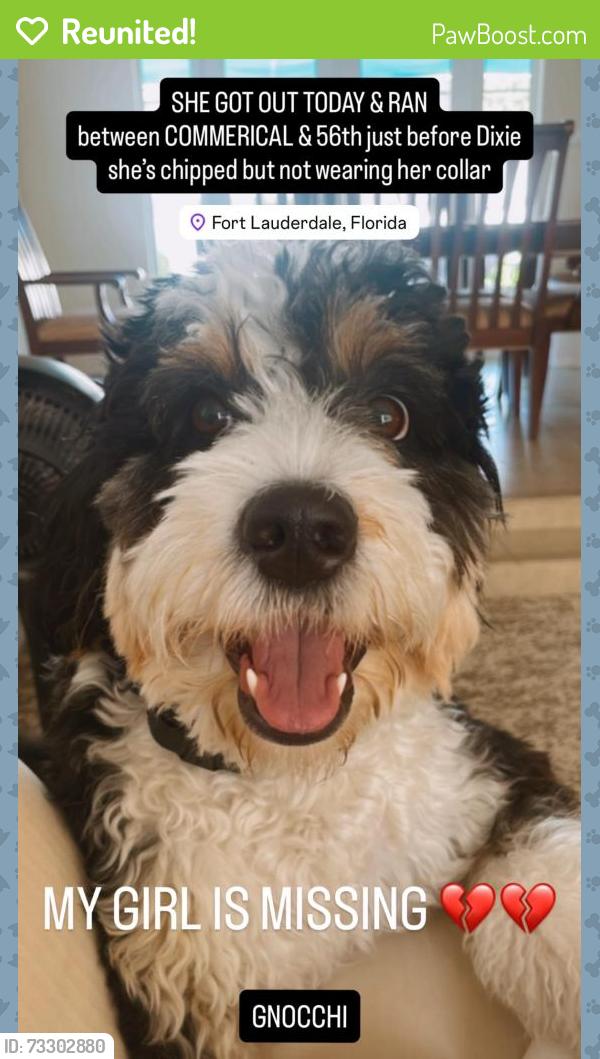 Reunited Female Dog last seen Nanas orginal Stromboli, Fort Lauderdale, FL 33301