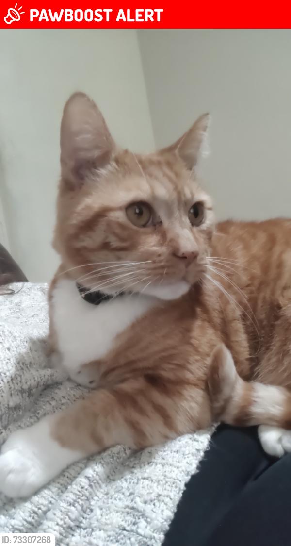 Lost Male Cat last seen Clarence st, Lancashire, England BB11 3HG