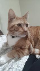 Lost Male Cat last seen Clarence st, Lancashire, England BB11 3HG