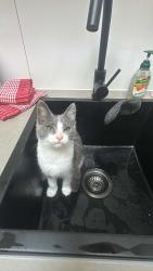 Reunited Female Cat last seen Dandenong South primary school, Dandenong South, VIC 3175
