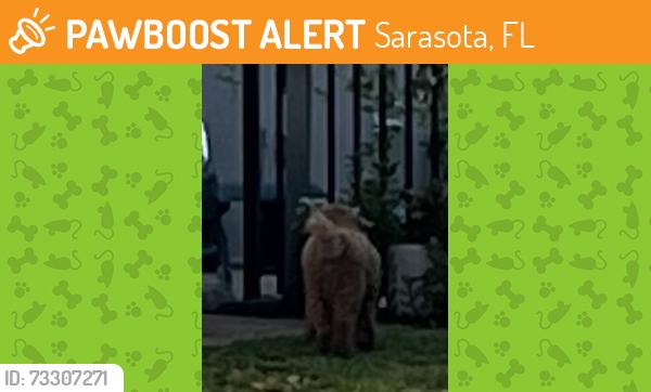 Found/Stray Unknown Dog last seen Sarasota Springs, Sarasota, FL 34232