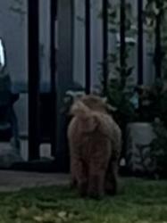 Found/Stray Unknown Dog last seen Sarasota Springs, Sarasota, FL 34232