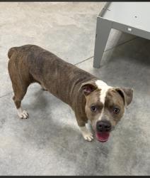 Reunited Male Dog last seen Near Katy Freeway, Houston, TX 77024