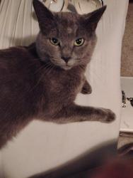 Lost Male Cat last seen Logan ave NW canton, Canton, OH 44709