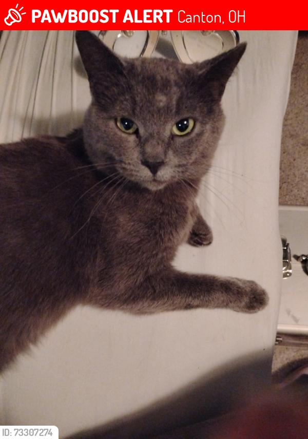 Lost Male Cat last seen Logan ave NW canton, Canton, OH 44709