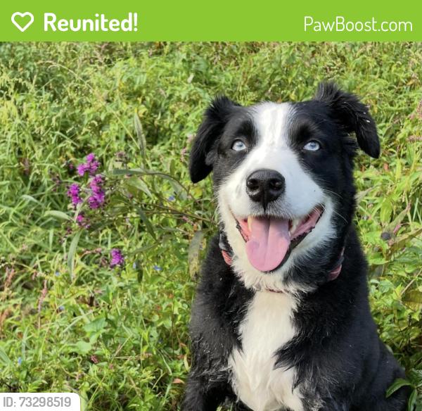 Reunited Male Dog last seen The Cove Park in Concord Farragut, CONCORD FARR, TN 37922
