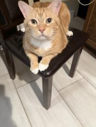 Lost Male Cat last seen by the Lanes Mills Wawa, Brick Township, NJ 08724