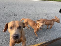 Found/Stray Unknown Dog last seen Crescent High School, Starr, SC 29684