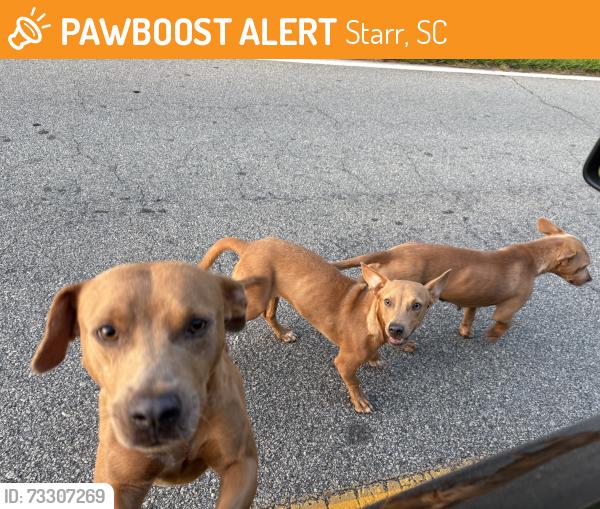 Found/Stray Unknown Dog last seen Crescent High School, Starr, SC 29684