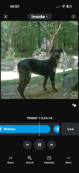 Found/Stray Male Dog last seen Applewood drive/ Sondly est, Asheville, NC 28805
