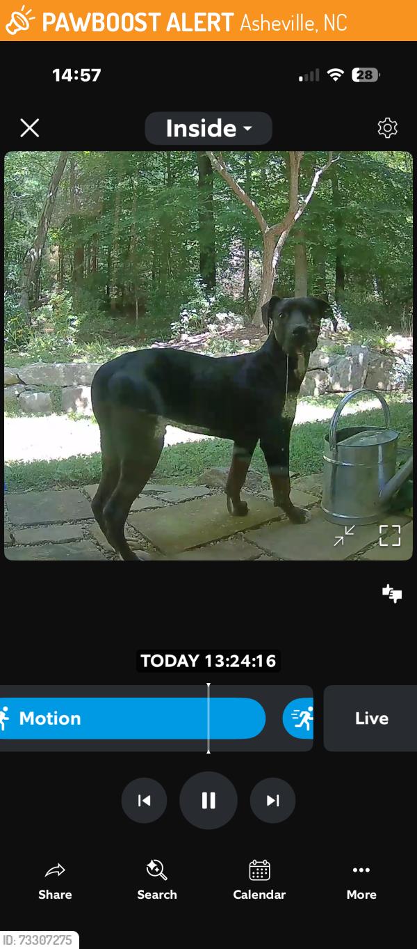 Found/Stray Male Dog last seen Applewood drive/ Sondly est, Asheville, NC 28805
