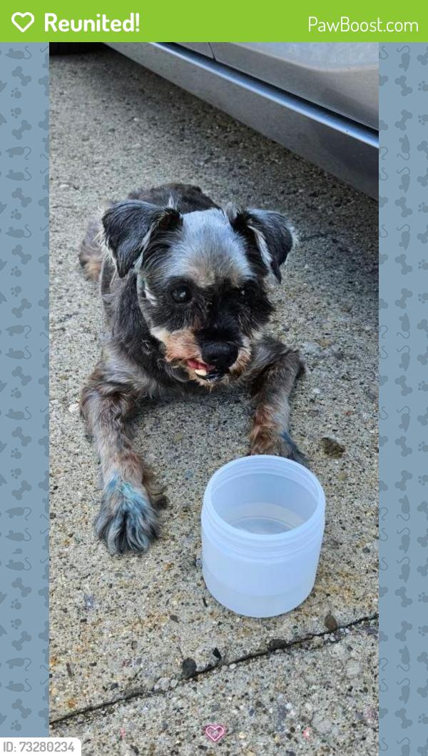 Reunited Female Dog last seen Sun Chemical Chickering, Cincinnati, OH 45232