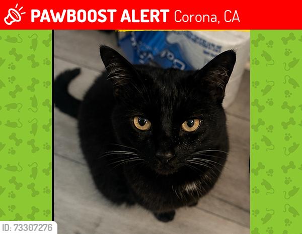 Lost Female Cat last seen third street and belle ave, Corona, CA 92882