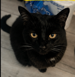 Lost Female Cat last seen third street and belle ave, Corona, CA 92882