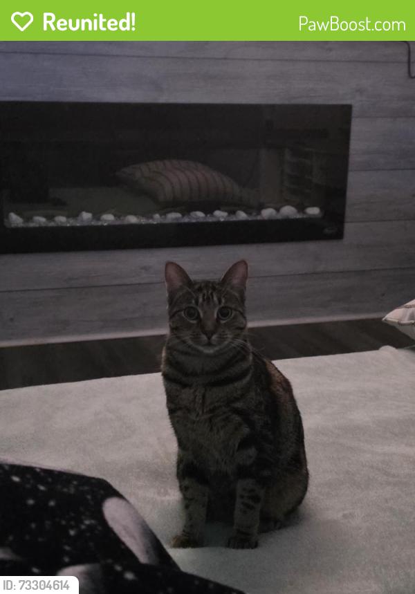 Reunited Female Cat last seen Lincoln Street & Main Street, Huntley, IL 60142