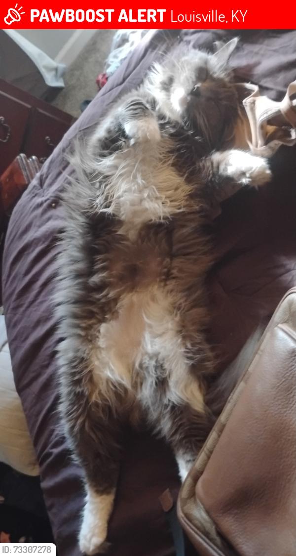 Lost Female Cat last seen Near granvil drive Louisville ky 40218, Louisville, KY 40218